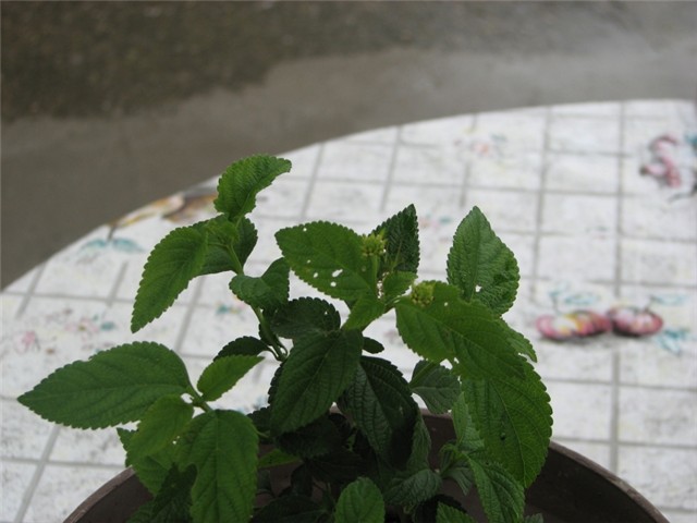 lantana3